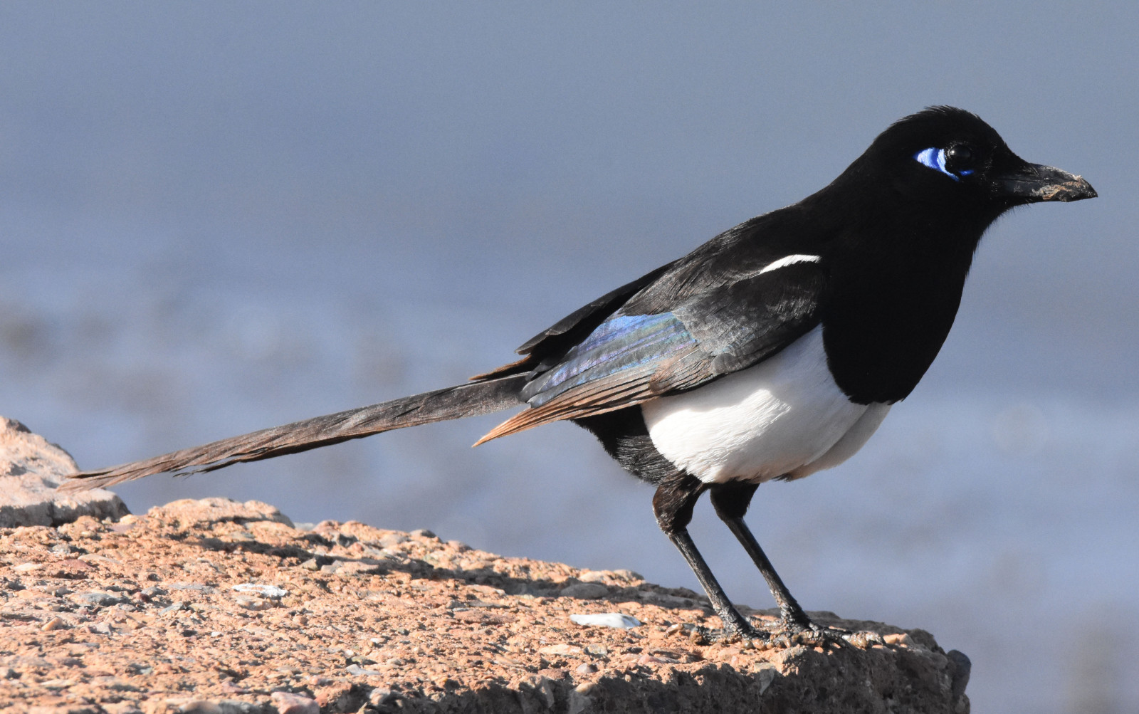 image Maghreb Magpie